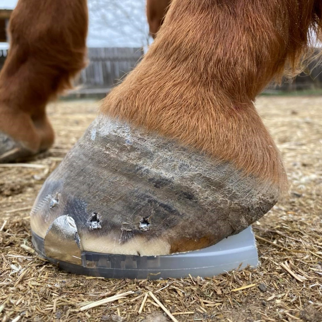 Why do horses get hoof abscesses and how are they treated? - Vet Help Direct