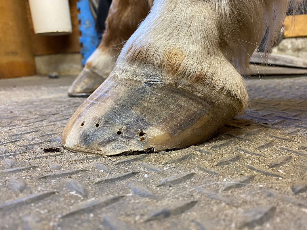 Demystifying Underrun Heels And Understanding The Importance Of Good  Structure In Horse Hooves - YouTube
