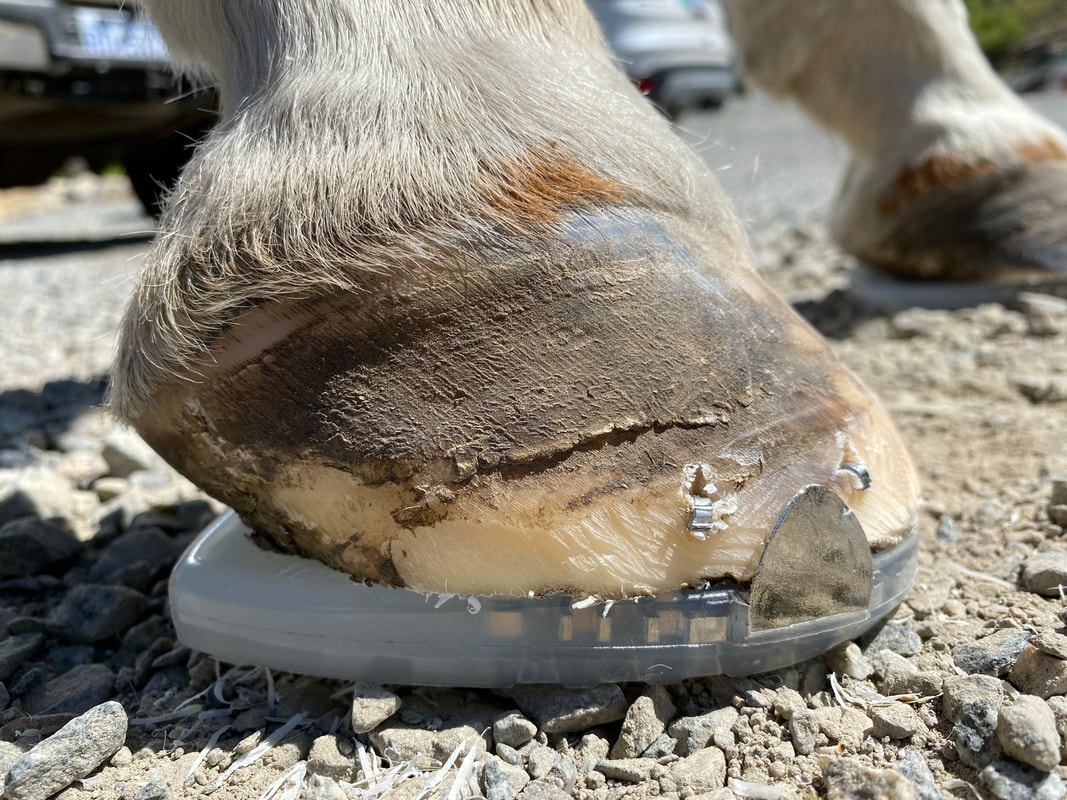 The mule and her ugly hooves | The Horse Forum