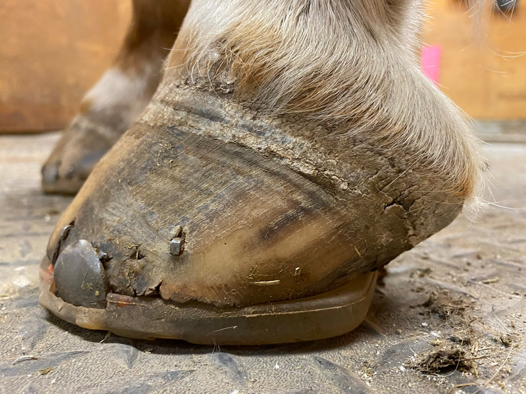 Animals | Free Full-Text | Changes in Hoof Shape During a Seven-Week Period  When Horses Were Shod Versus Barefoot
